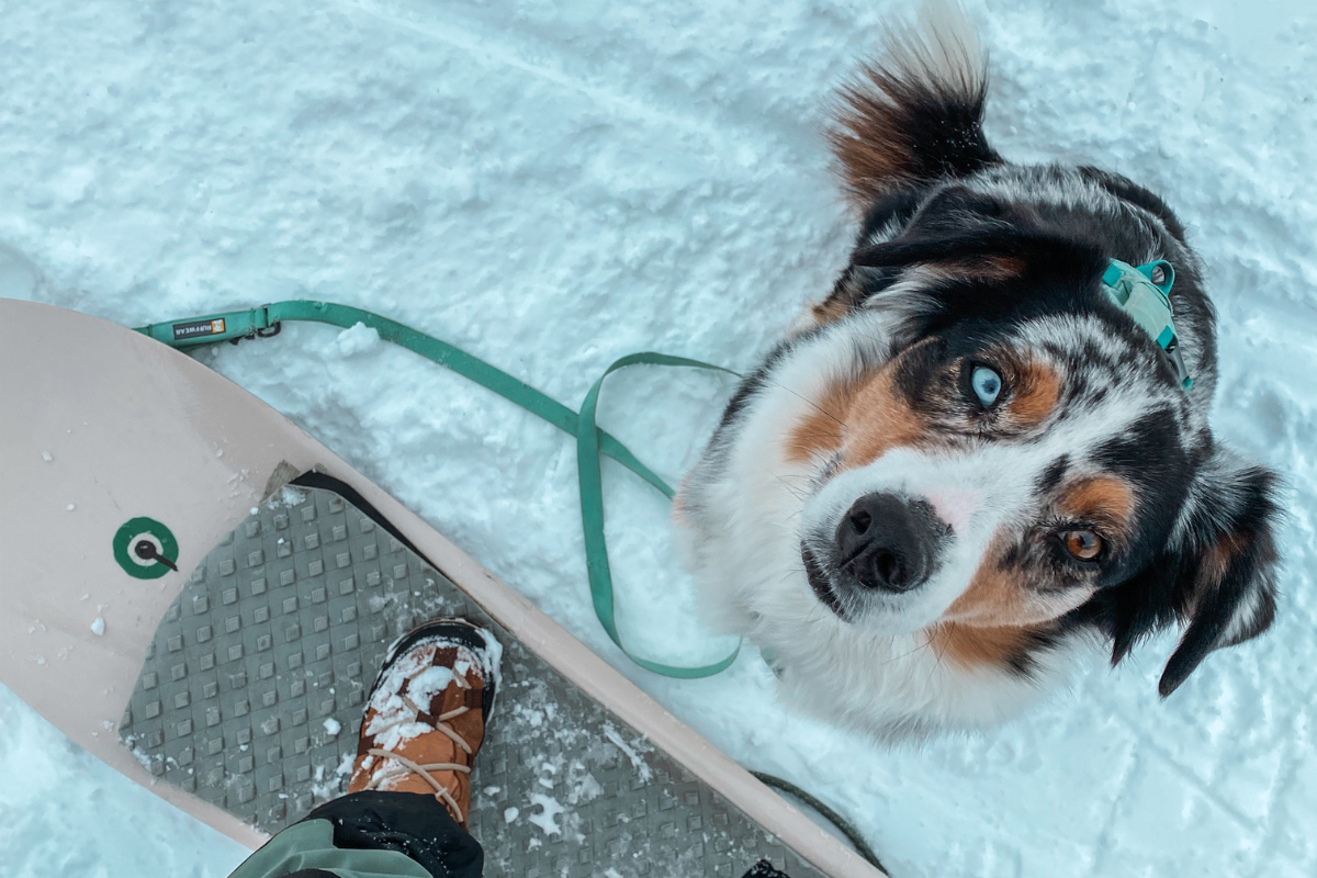 Nala the Australian Shepherd outside in the snow.