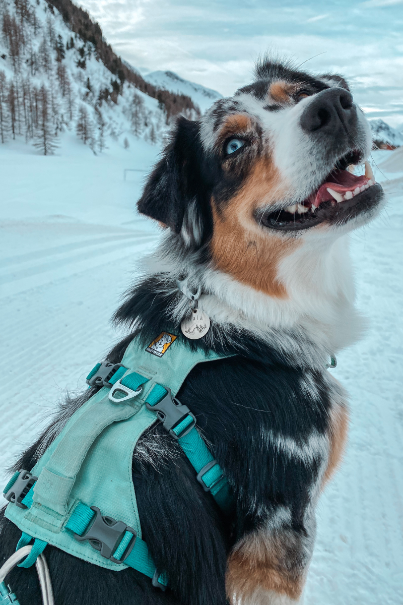 Nala the Australian Shepherd in her Ruffwear harness.