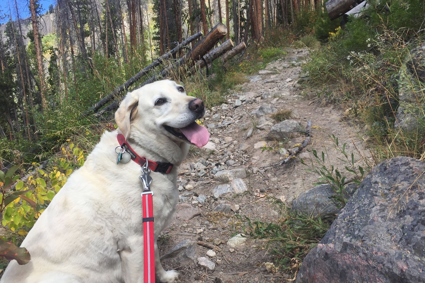 Baylor on trail in Crag Leash and Collar set.