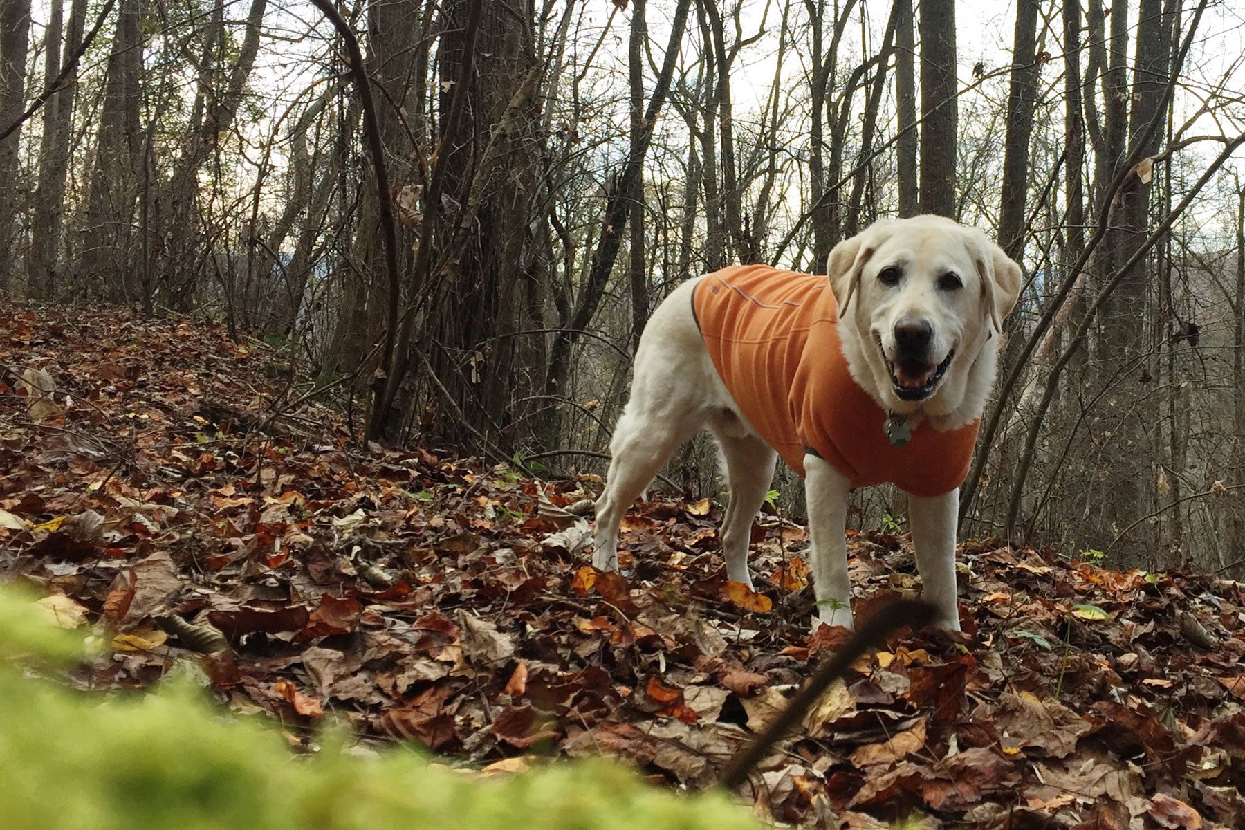 Baylor in Climate Changer Fleece Jacket stands in a pile of leaves in the woods.