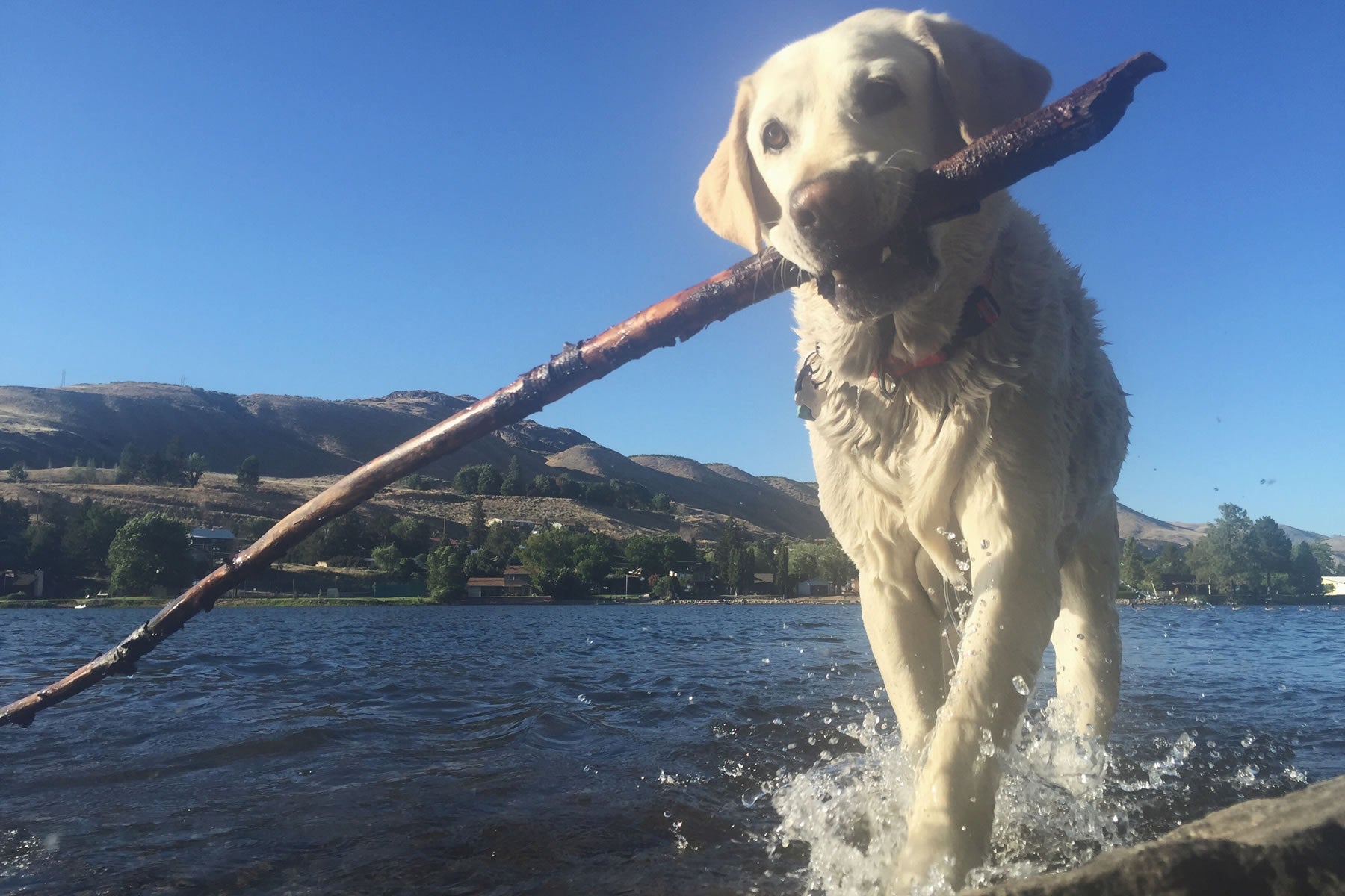 Ballory wears a Crag Dog Collar and carries a stick out of the lake.