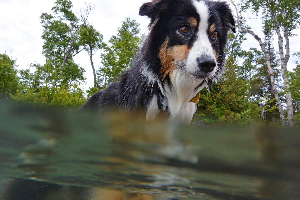 Kona enjoying the 60 something degree waters of Lake Superior. 