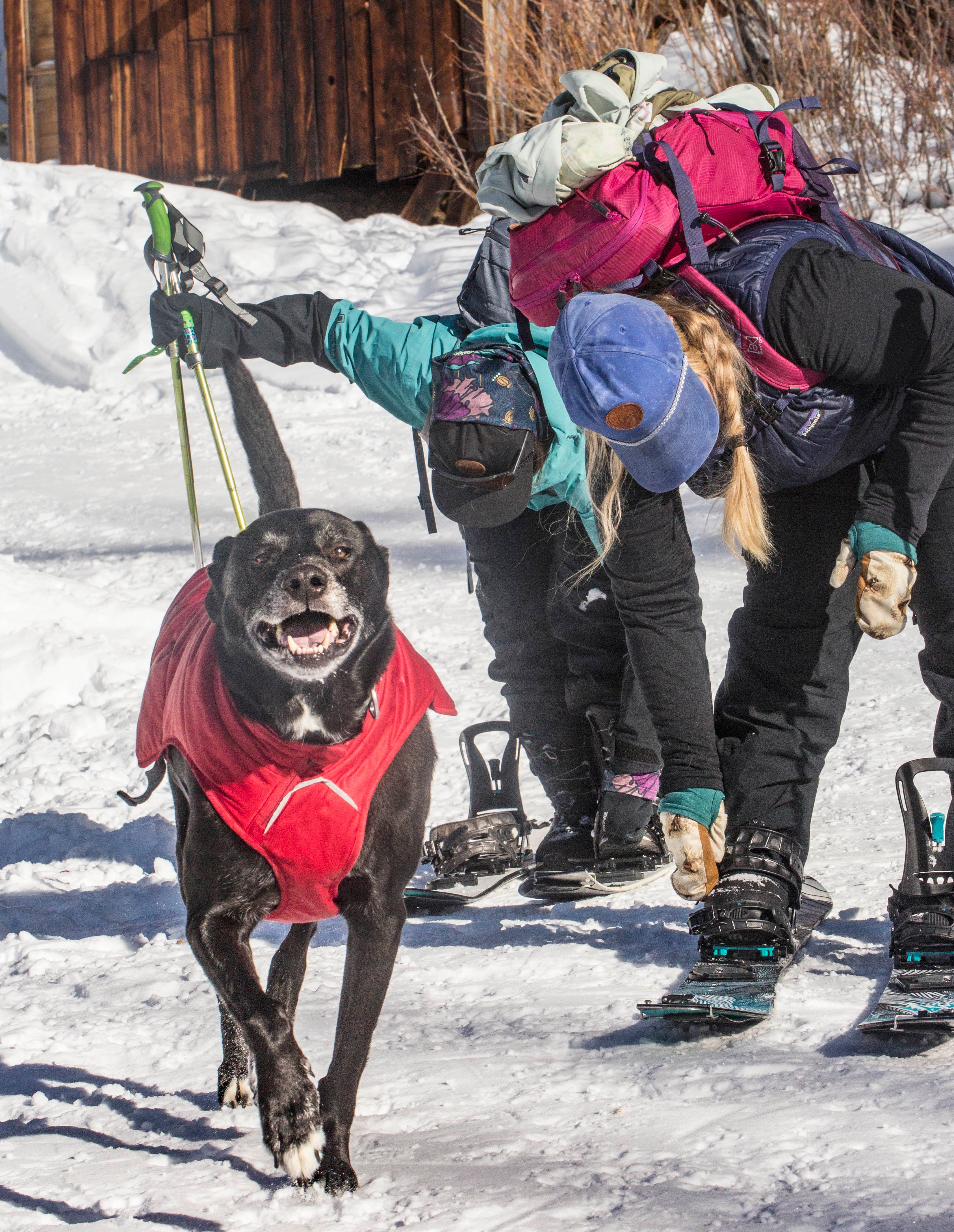 A dog plays in the snow, wearing the Ruffwear Stumptown™ Quilted Dog Coat.