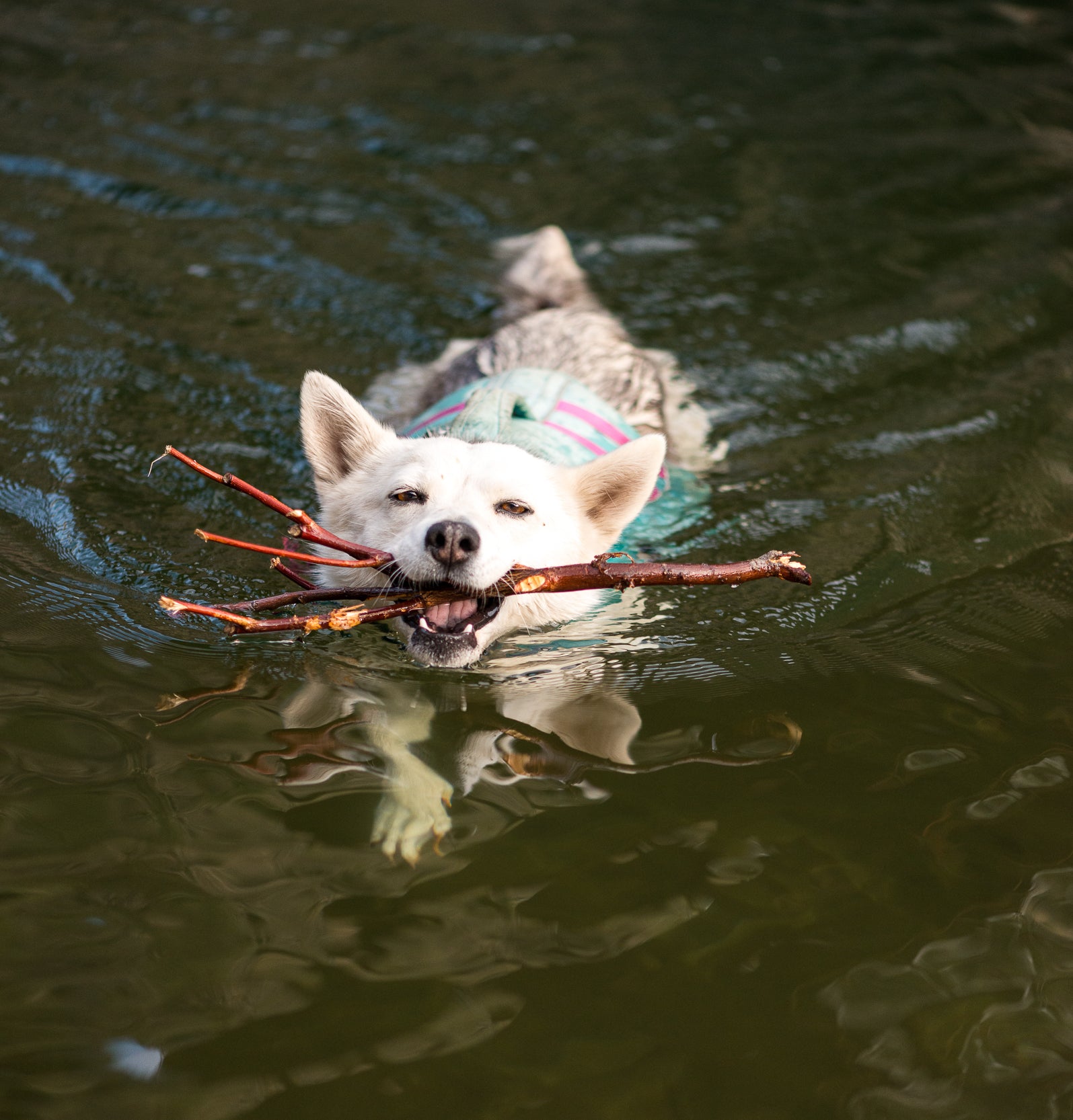 A dog swims while holding sticks in her mouth. 