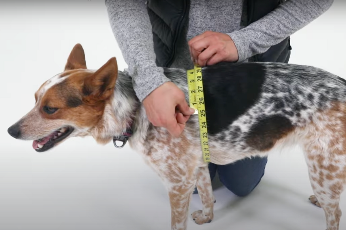 Woman measuring her dog's girth.