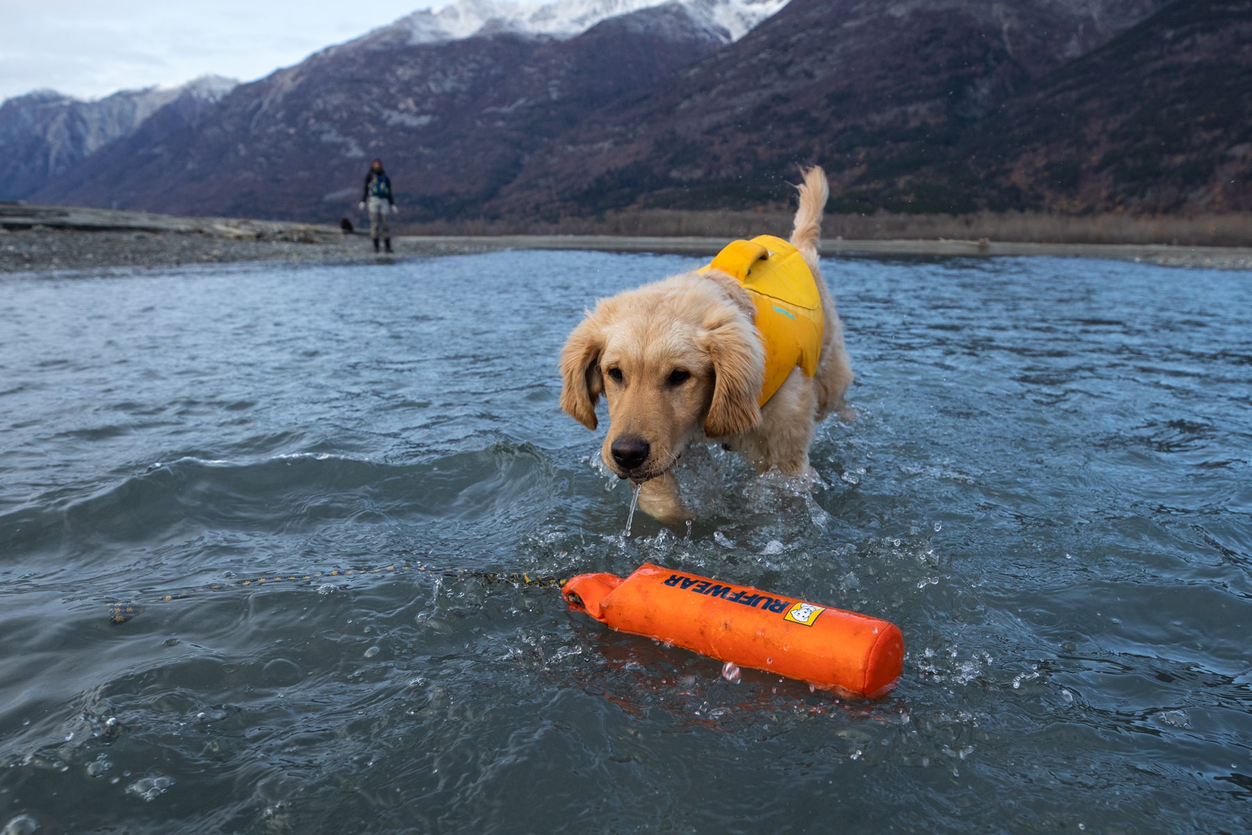 Sammy wades into the water to retrieve a Lunker Floating Throw Toy.