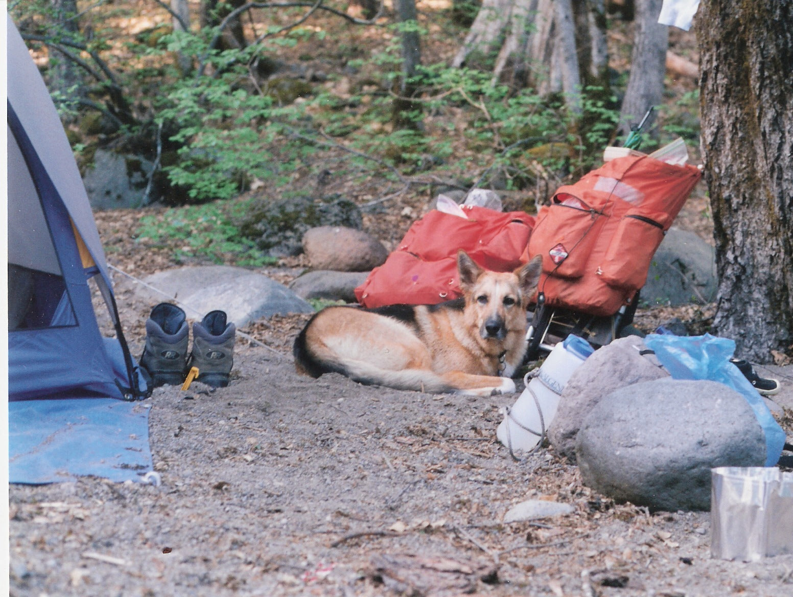 Jerry curled up next to the tent amidst all the gear.