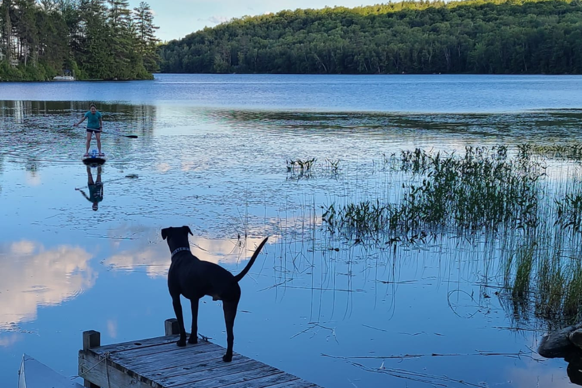 Zoey's tri-paw brother Nemo at the lake.