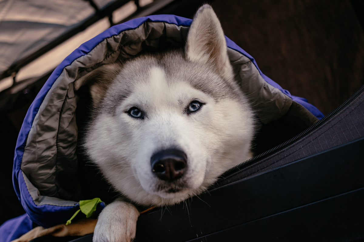 Dog using the Highlands™ Dog Sleeping Bag.