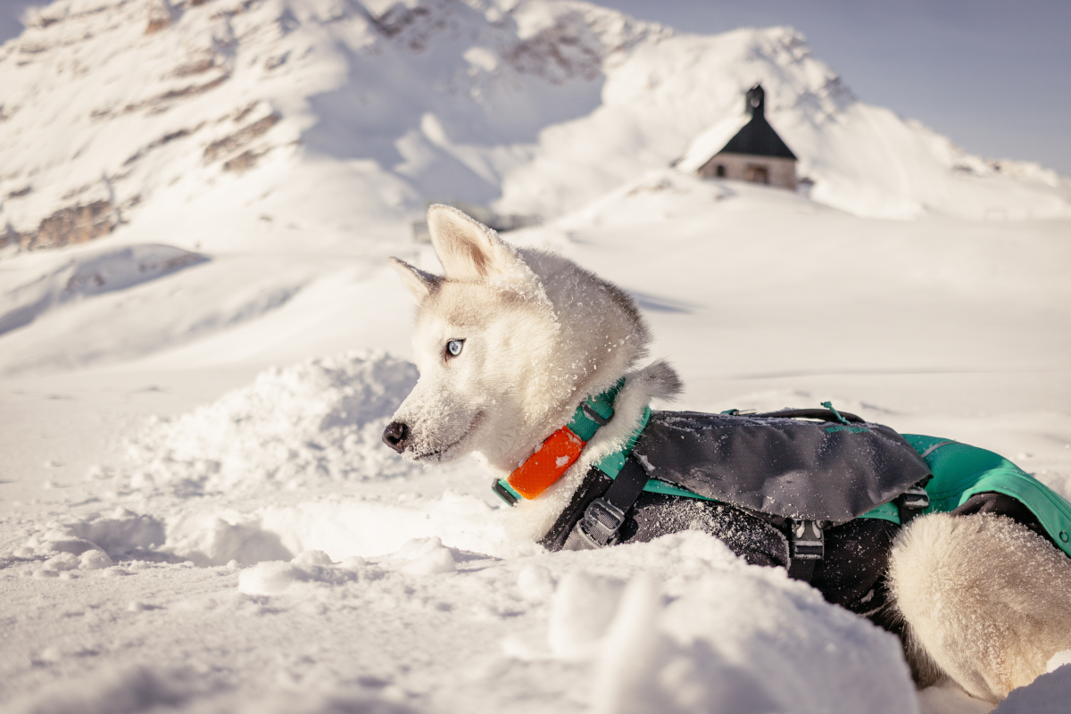 Siberian husky adventuring in the snow.