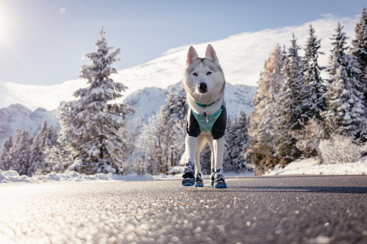 Siberian Husky wearing Ruffwear winter dog gear.