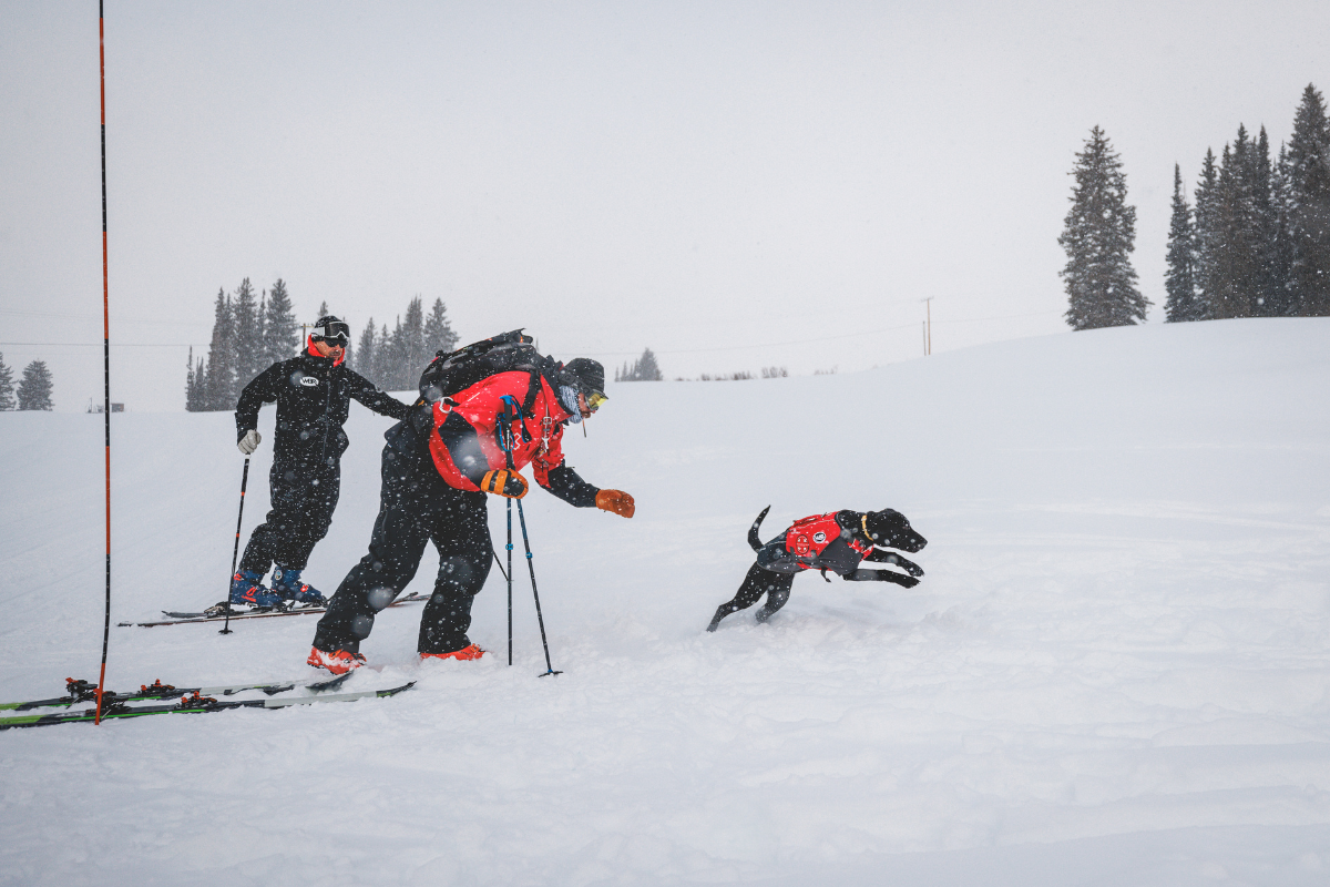 An avalanche dog jumping in the snow.