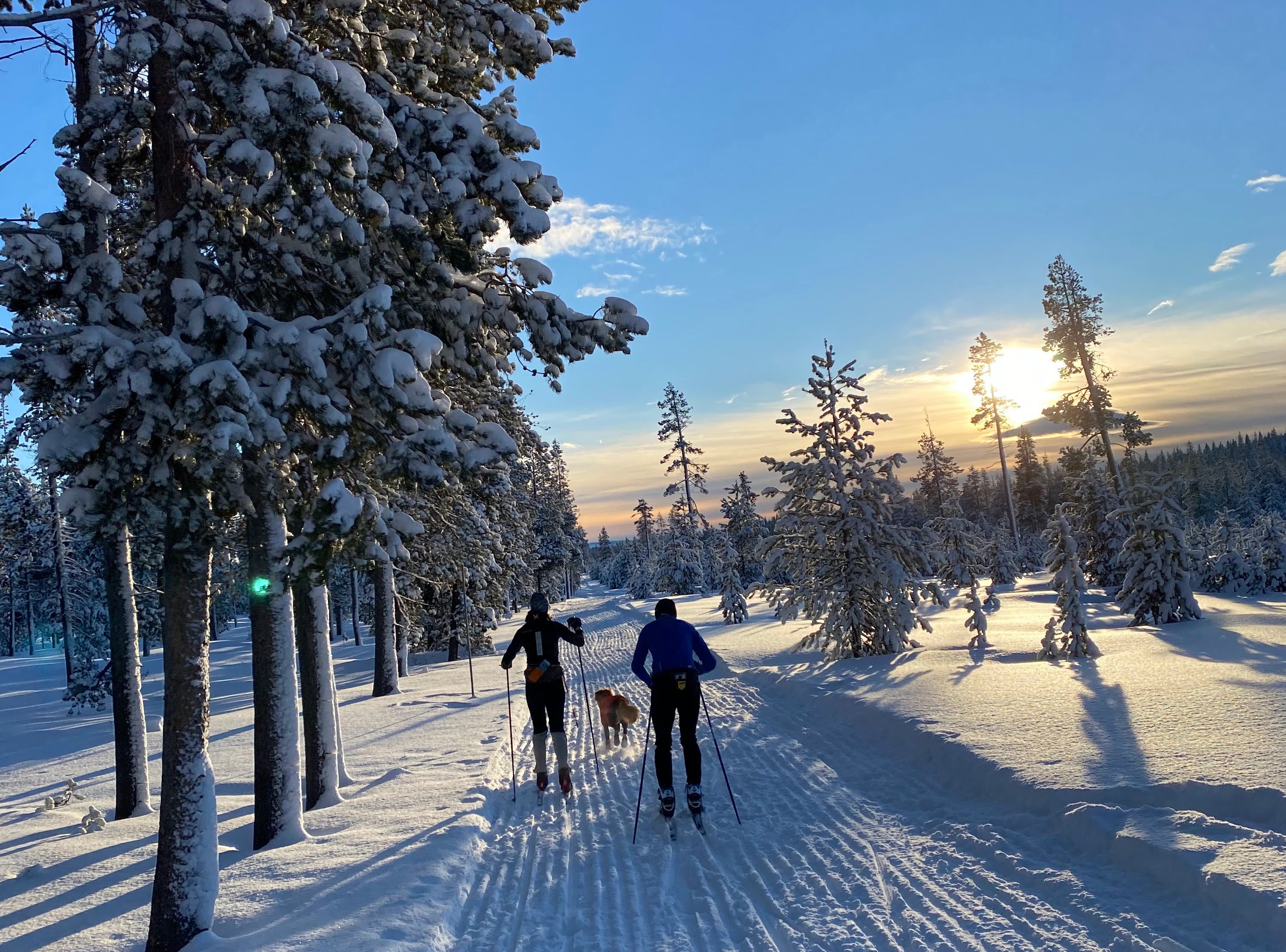 Two people cross country ski with a dog