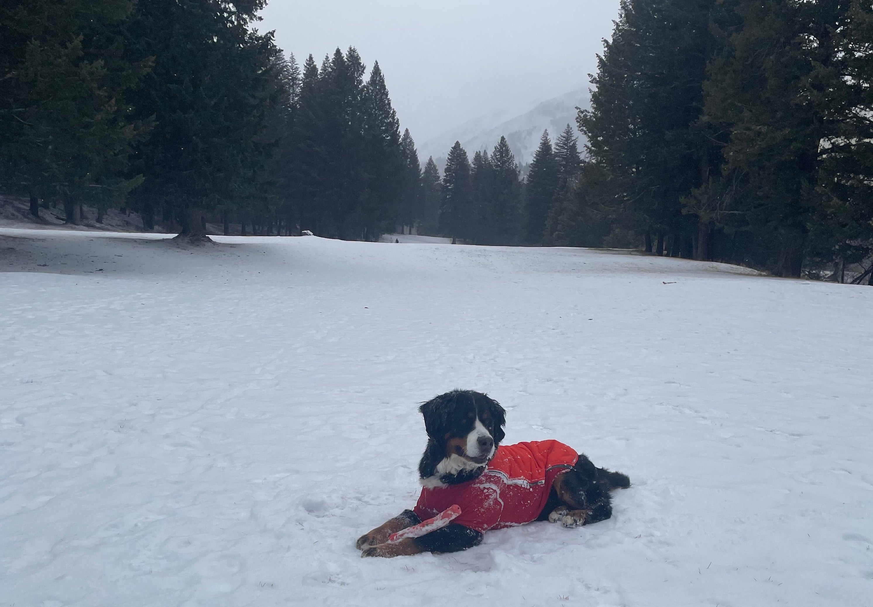 Dog wearing jacket and playing with toy in the snow