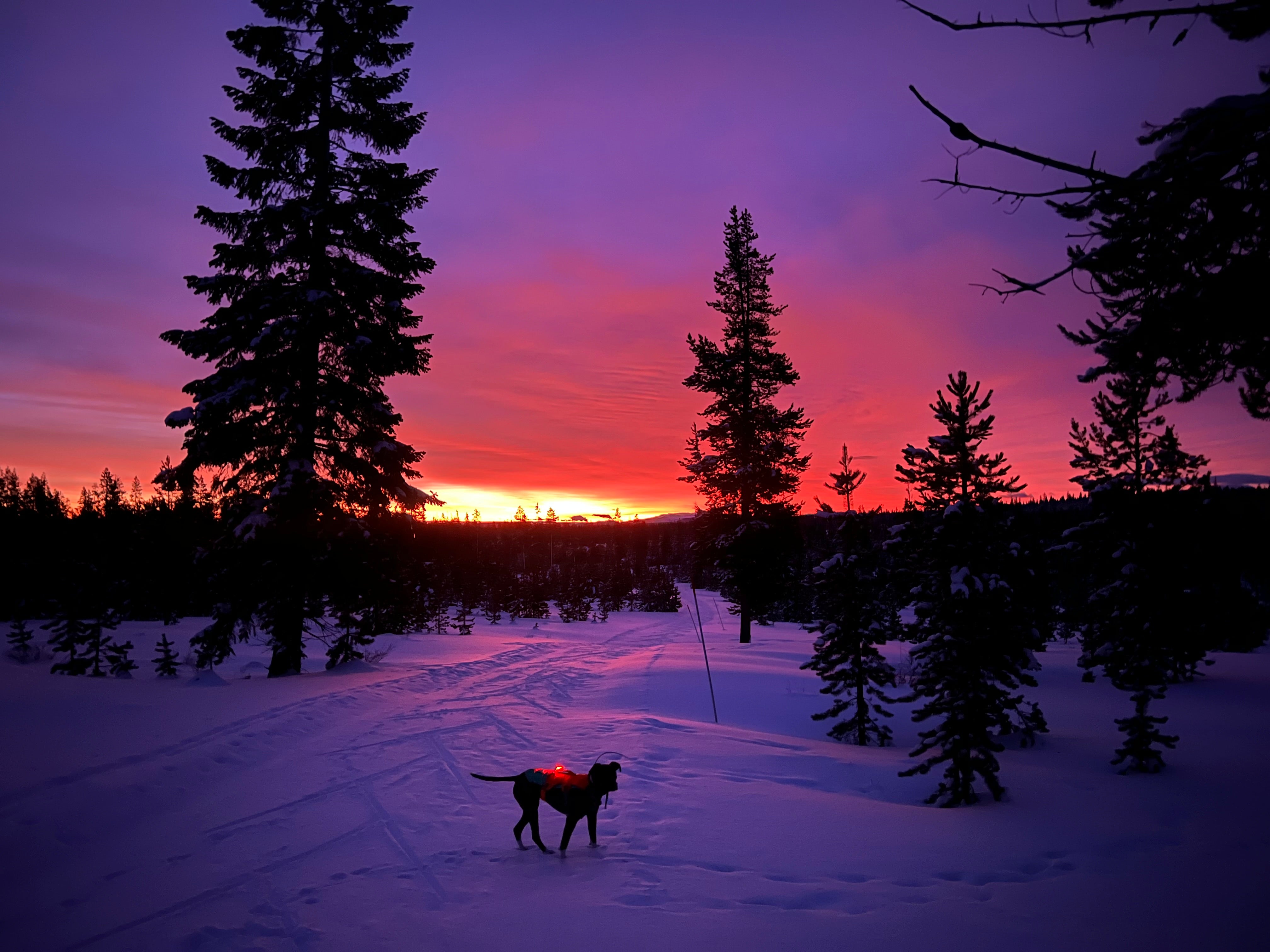 Dog wearing safety light in the snow at sunrise