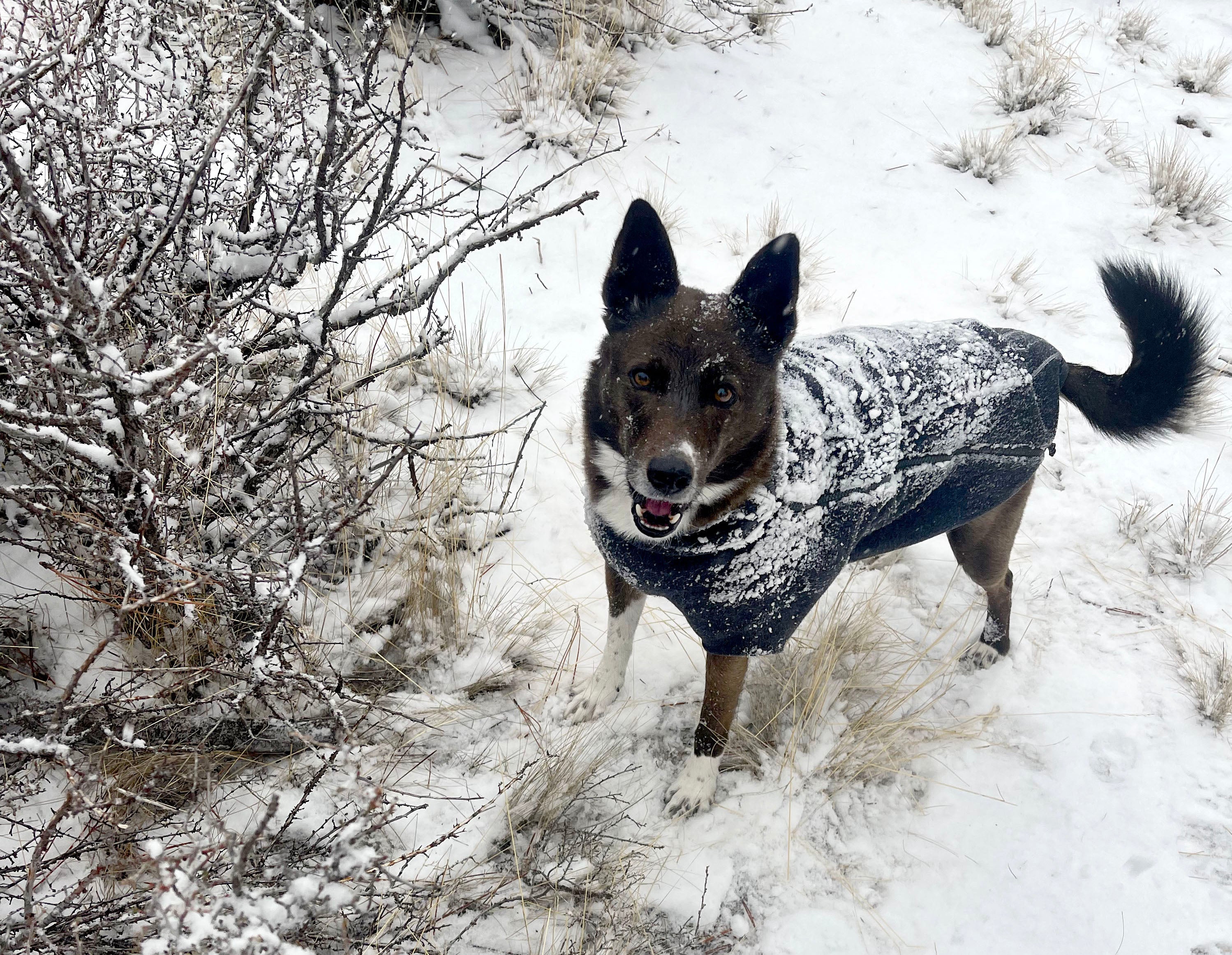 Happy dog wearing a sweater in the snow