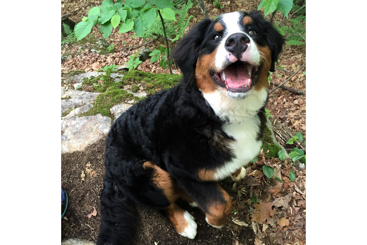 Waffle – mid-paw alert outside.