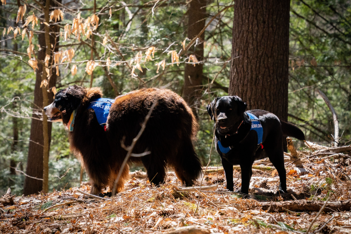 Waffle and Tugboat enjoying the outdoors.