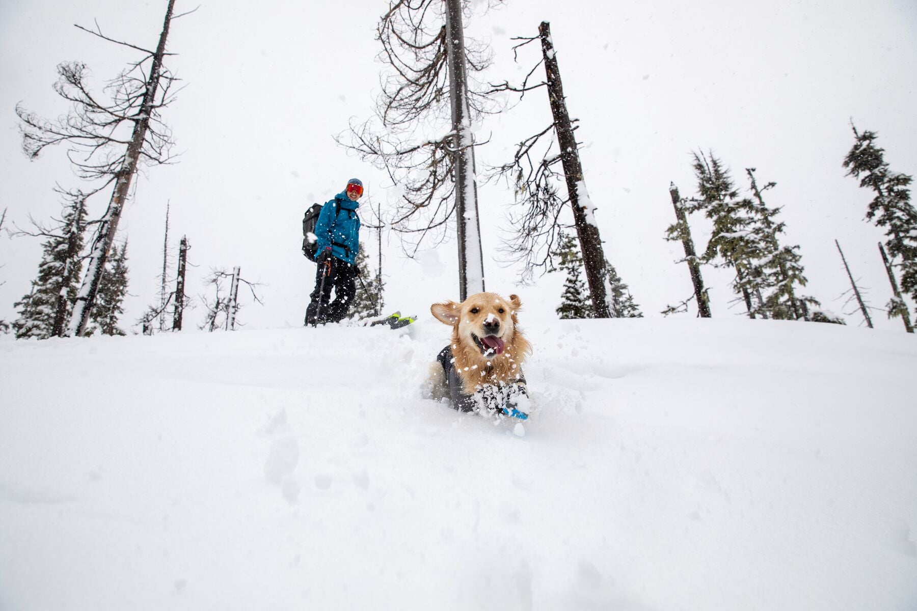 Dog in polar trex booties runs through deep snow while ski touring.