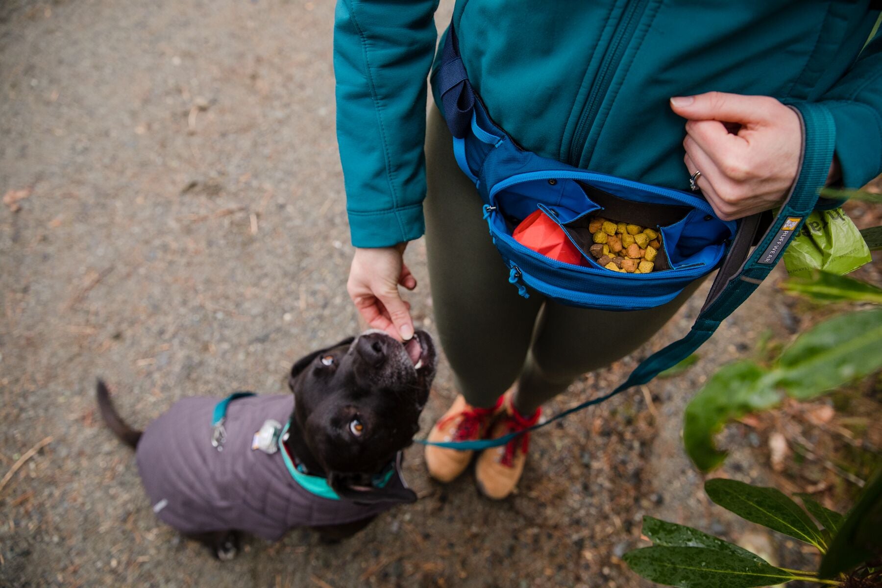 Dog looks up at at human with excited eyes as human grabs treats out of home trail hip pack.