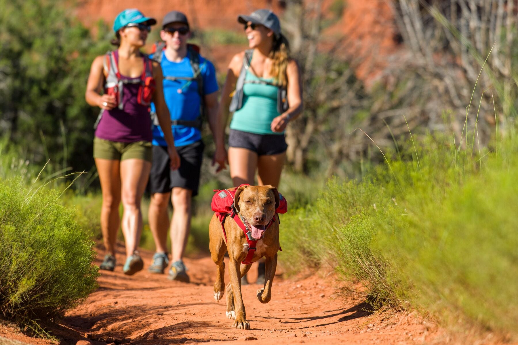 Dog in singletrak hydration pack runs ahead of three humans in a hike through red rocks.