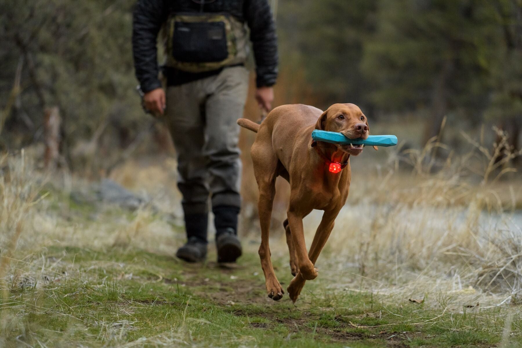 A dog wears The Beacon™ Safety Light while running with a toy in his mouth.