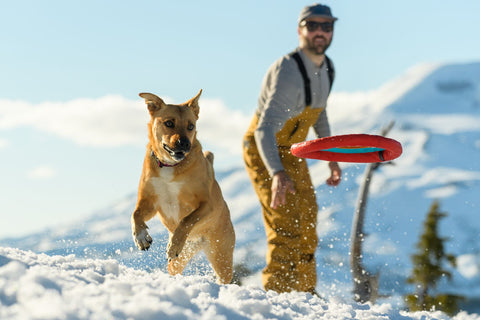 Dog jumps for hydro plane dog frisbee while playing in snow.