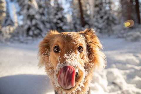 Dog licks snow covered face on sunny snowy day.