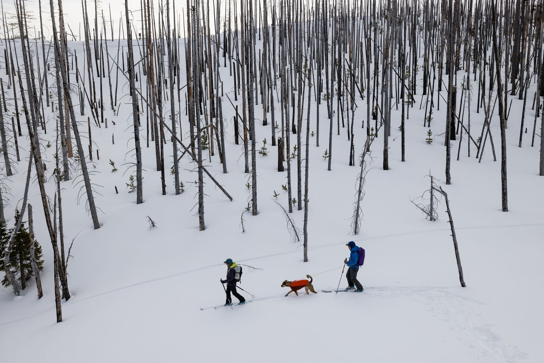 dog and two humans ski touring through burn area of forest