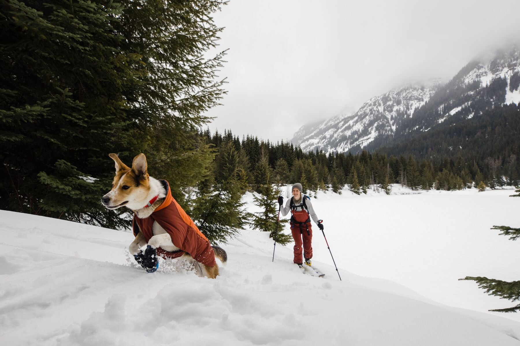 Dog running through snow with human skiing in the background