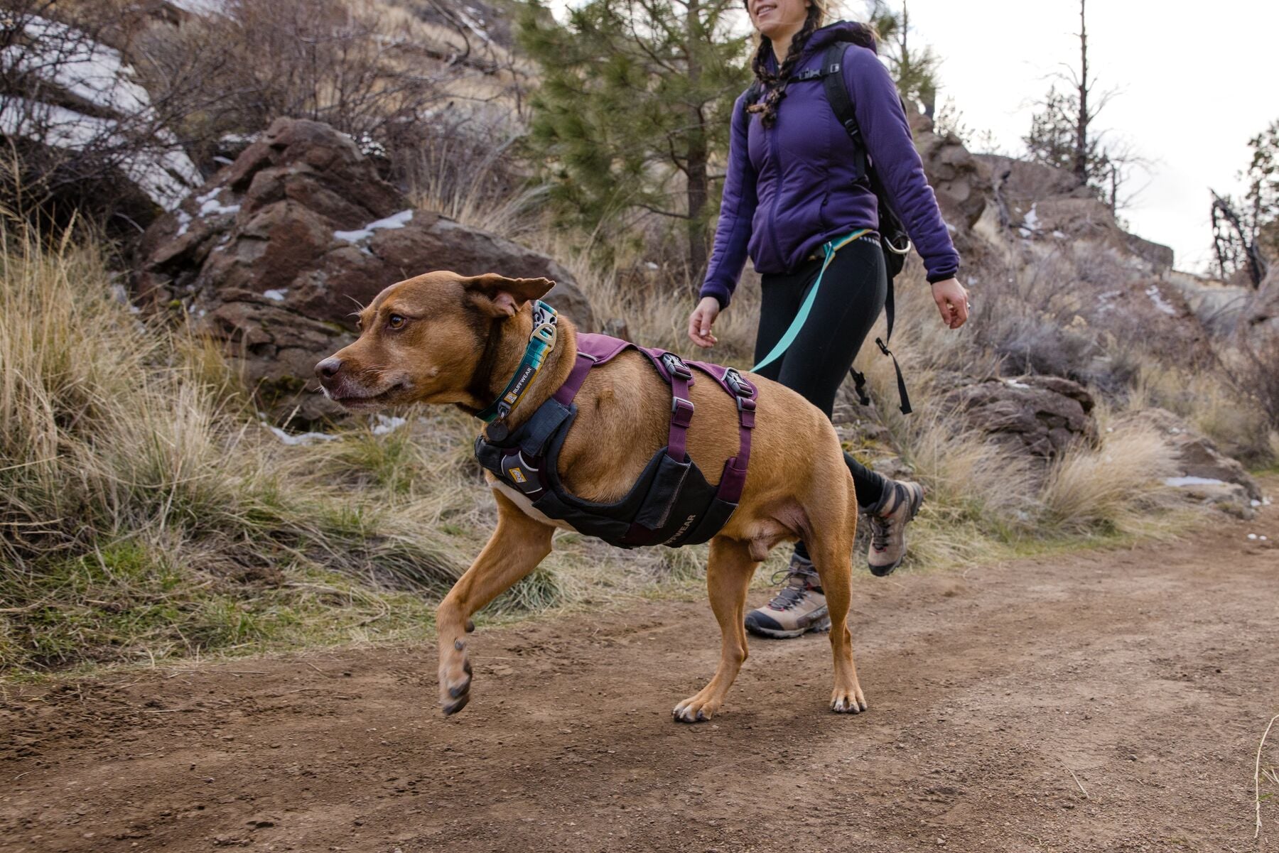 A three-legged dog hikes while wearing the Web Master™ Harness. 