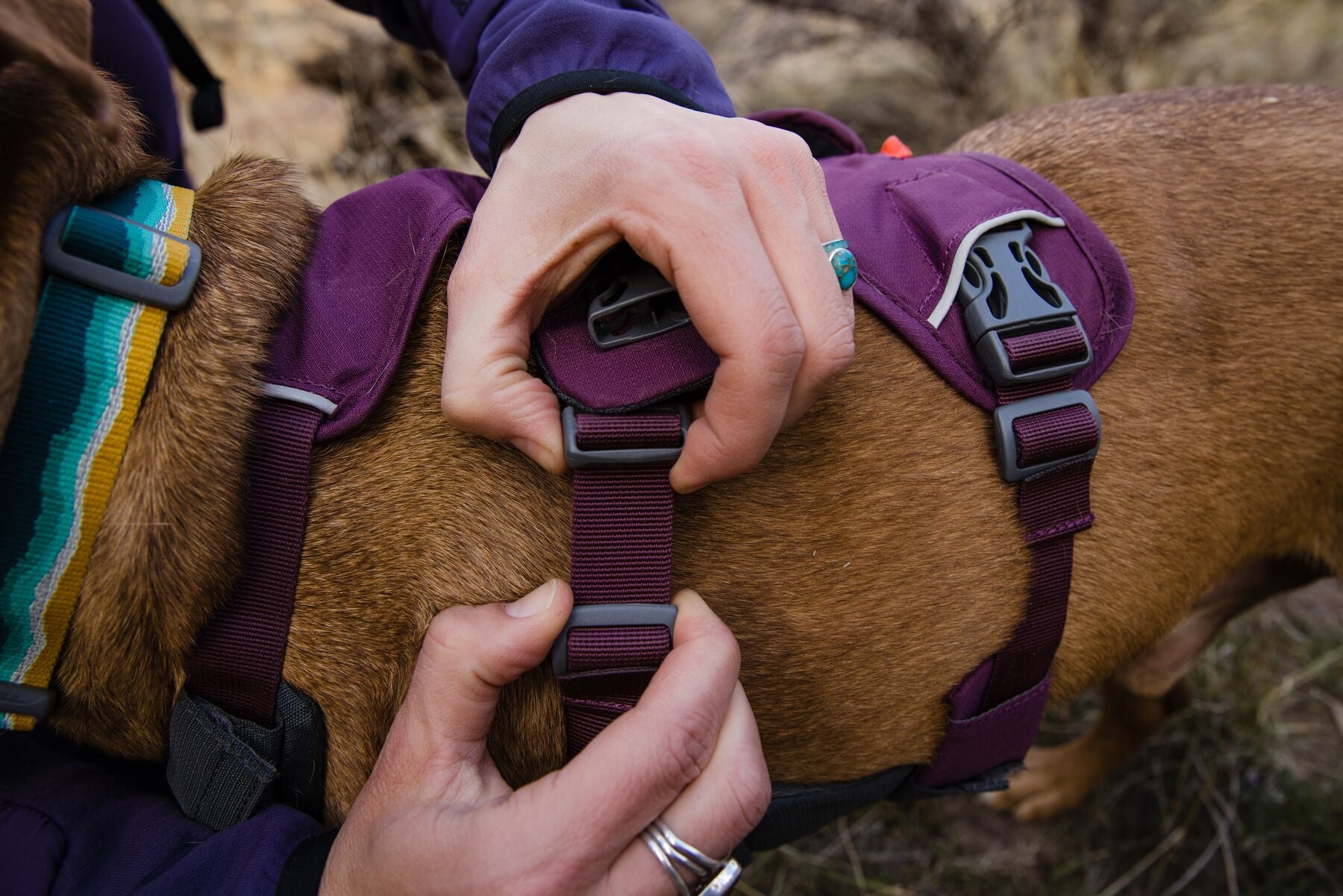 Person putting the Web Master™ Harness on their dog.