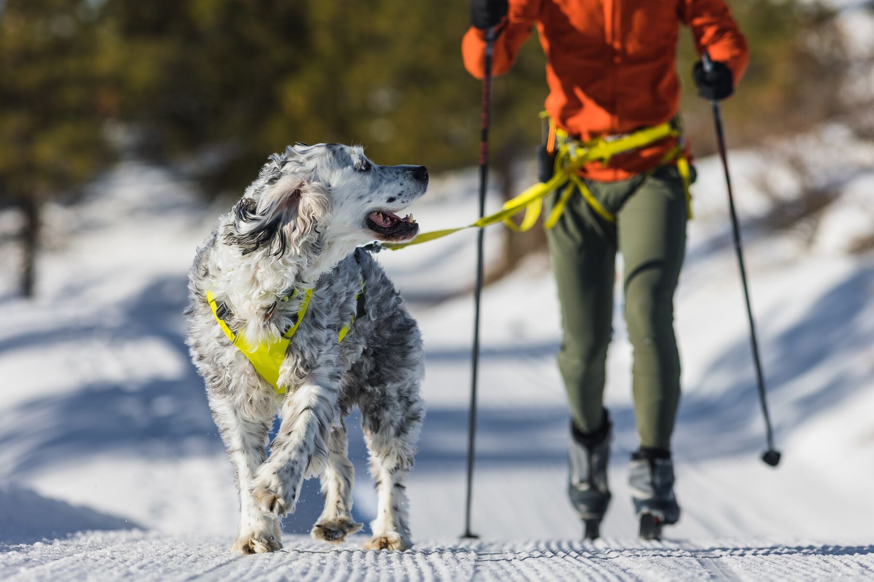 A dog looks up at their human as they skijore together on fresh, white snow.