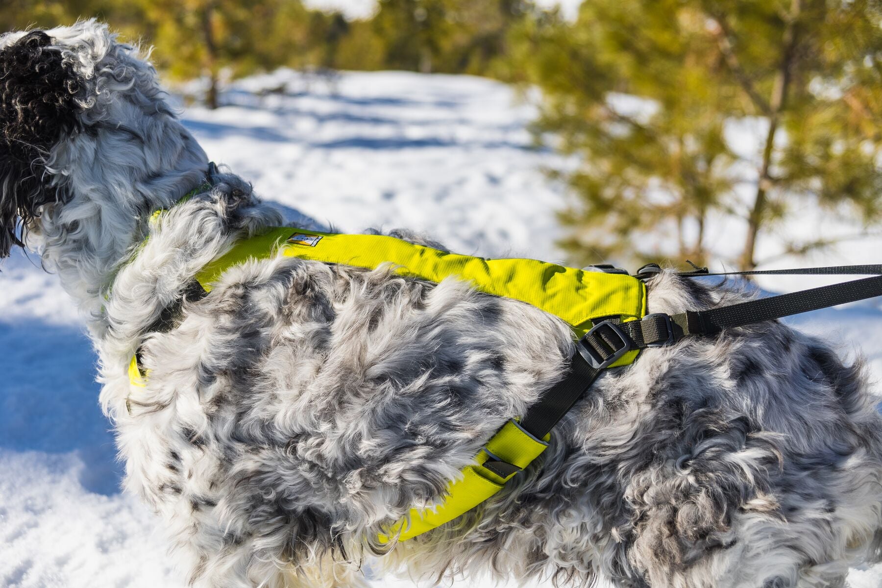 A dog wears the Omnijore, a Pulling-specific dog harness with padding and four points of adjustment.