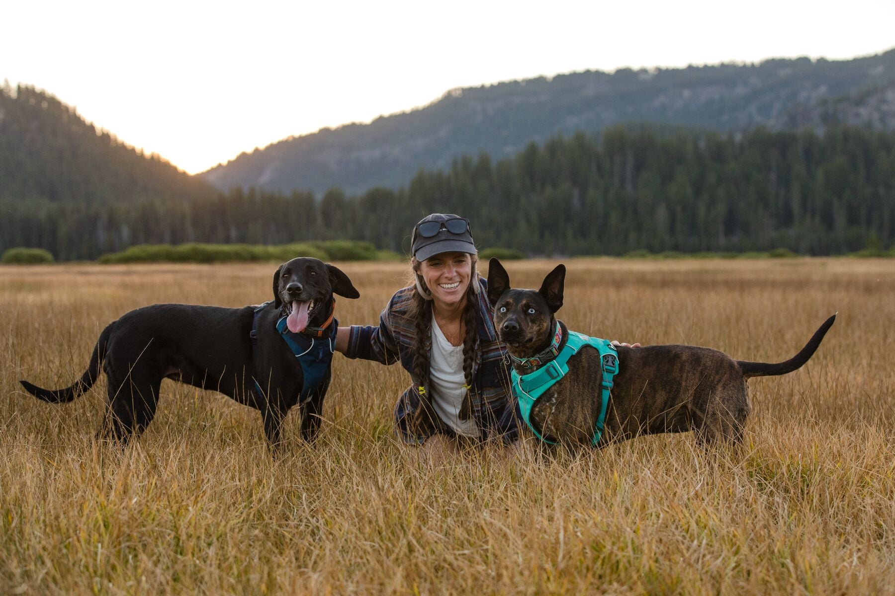 Dogs with front range harnesses pose next to woman in meadow.