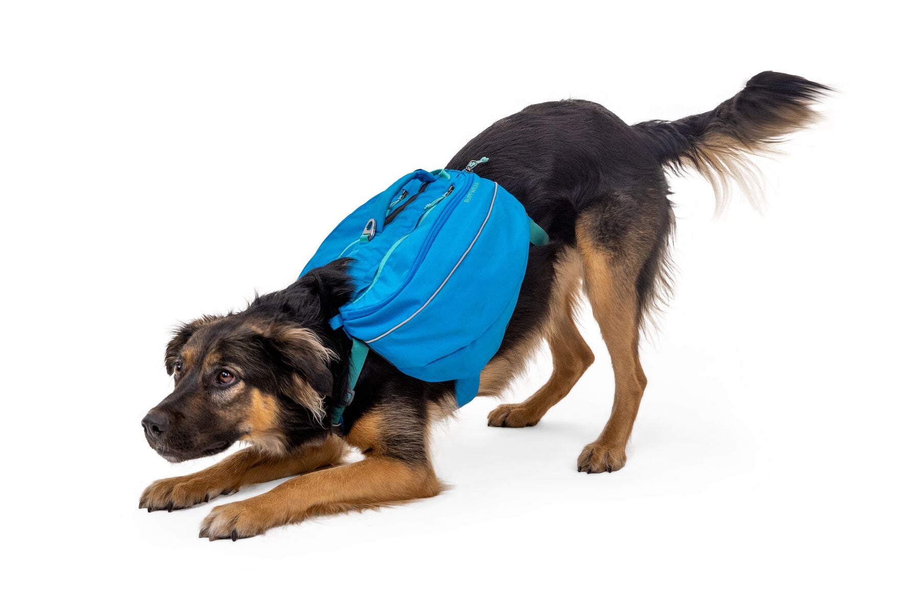 Dog wearing blue backpack play bowing and wagging tail