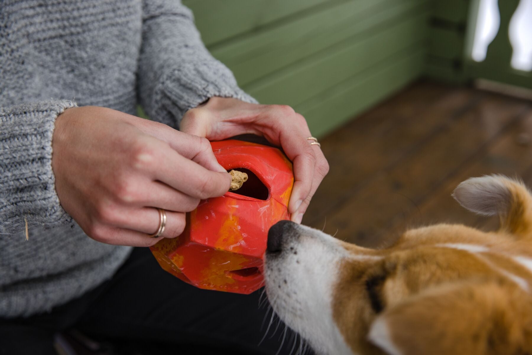 A woman puts kibble in the Gnawt-a-Rock™ toy while her dog waits to play with it. 