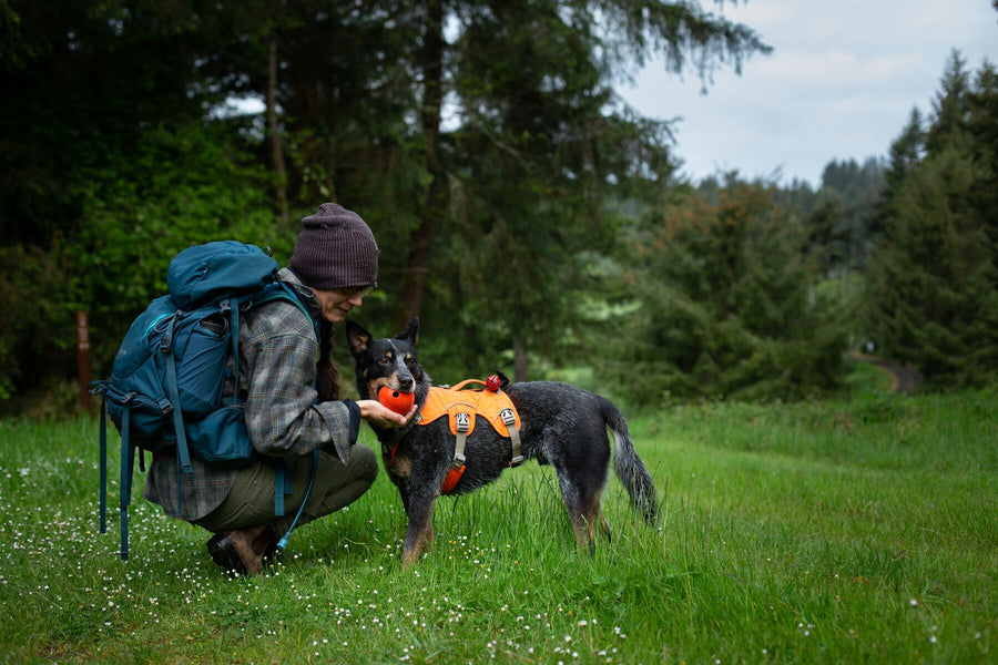Handler and Rogue Dog wearing the high-vis web master