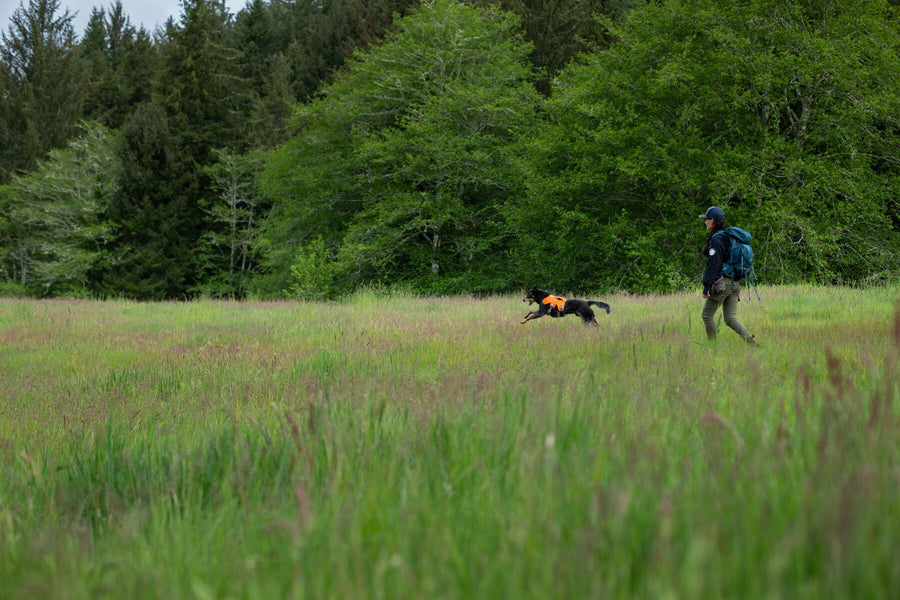 Handler and dog with high-vis orange harness in a grassy field