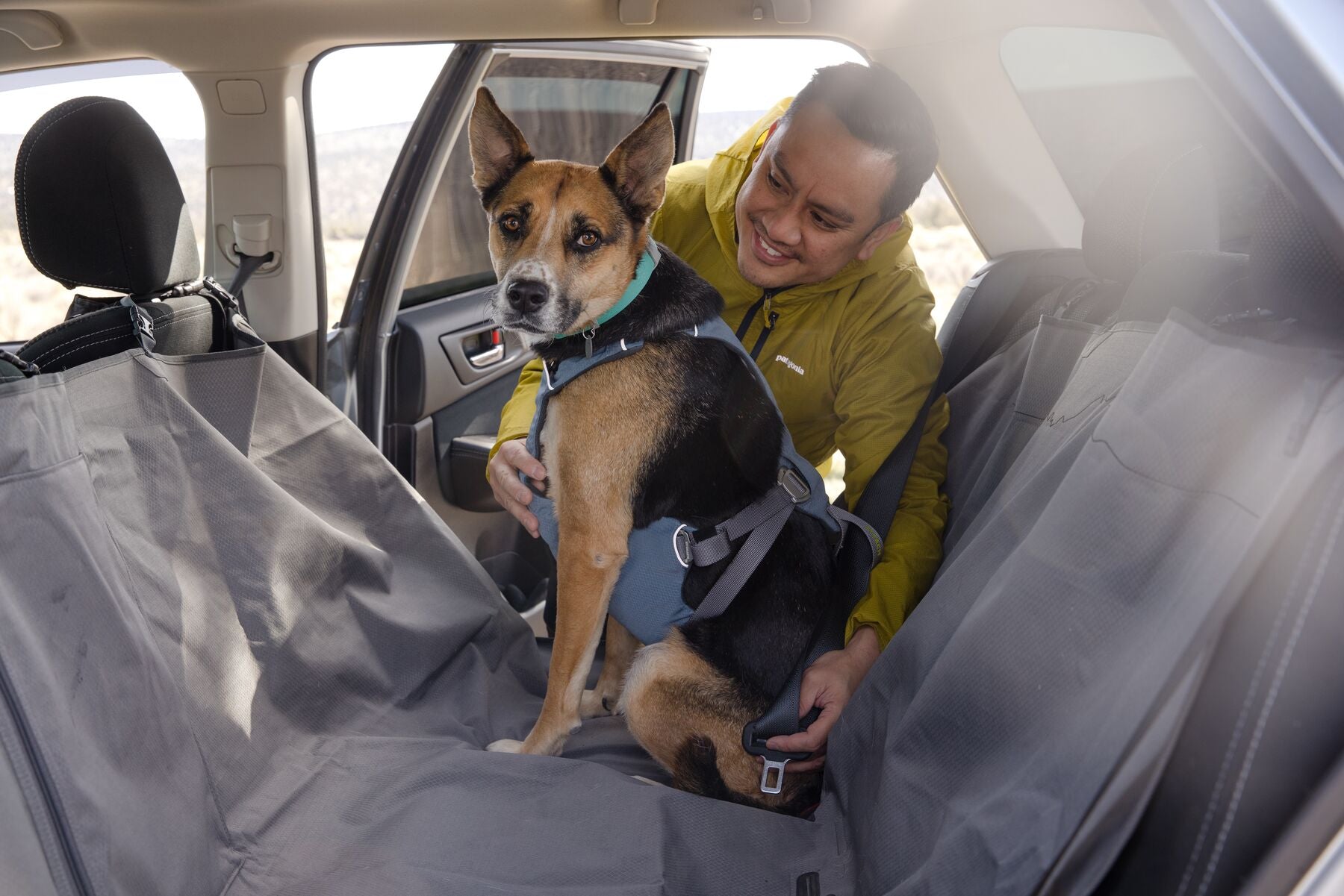 Man buckling dog in the car with the Load Up Harness