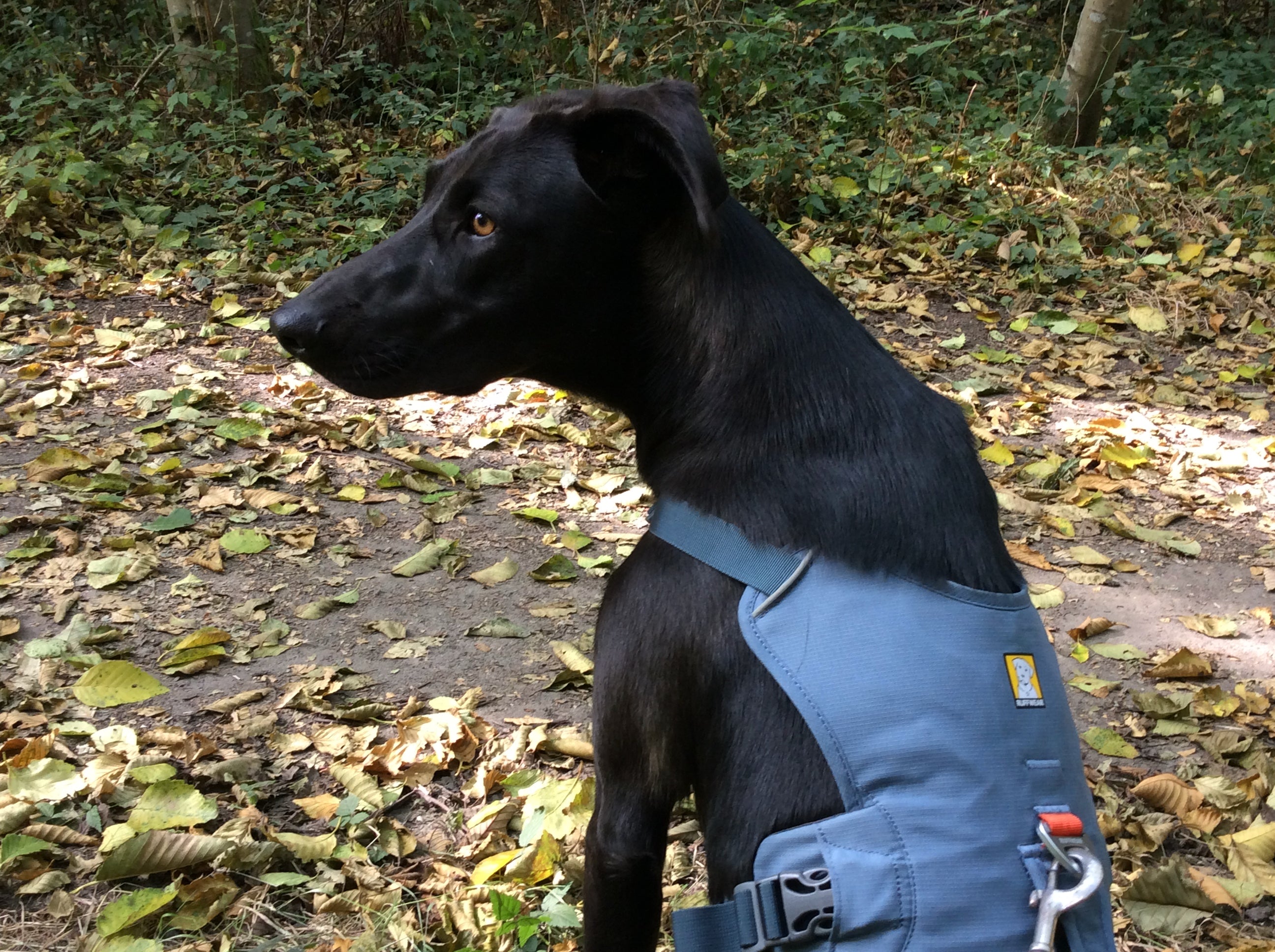 A black lab wearing a Ruffwear harness sits on a trail in the woods. 