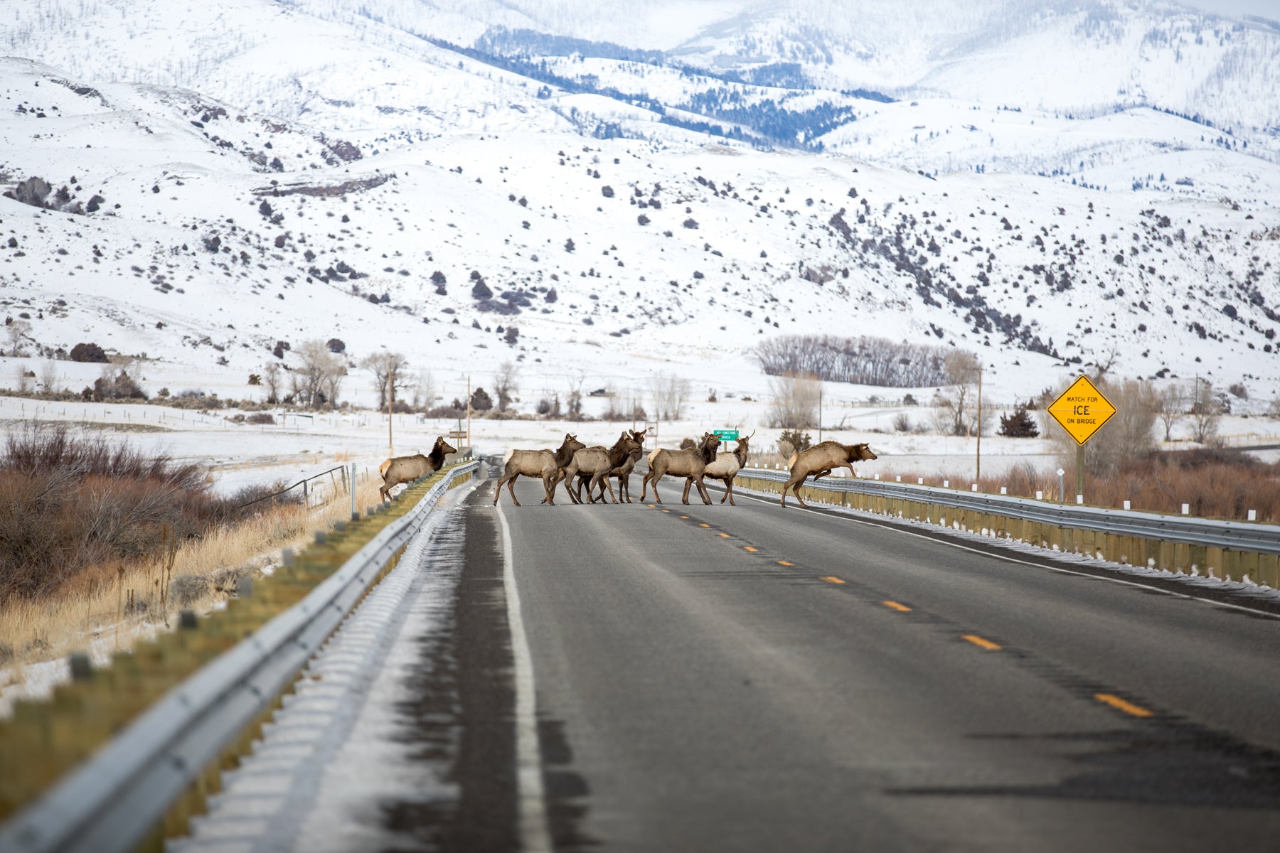 Elk herd crossing the road in front of snowy mountains in Paradise Valley.