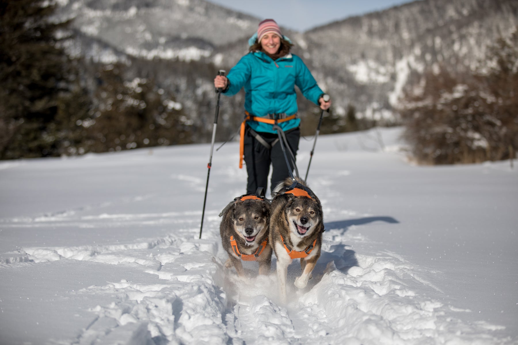Two happy dogs towing Darcie on the Omnijore system through the snowy trails.