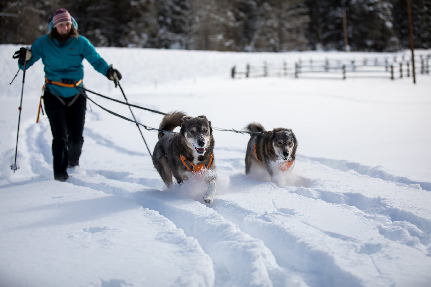 Two dogs run ahead of Darcie towing her on the Omnijore Dog SkiJoring system in the snow.