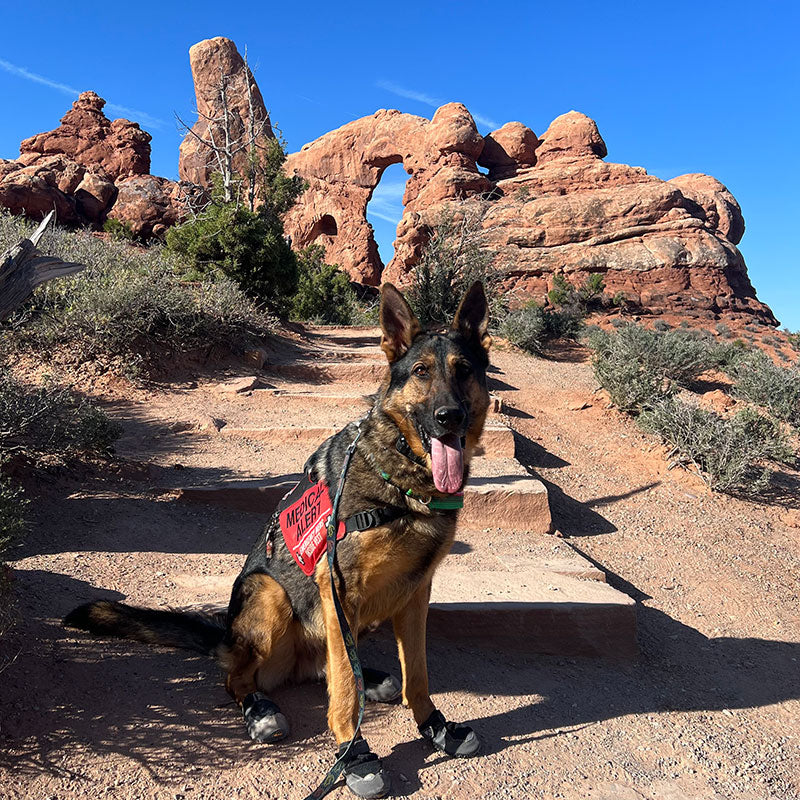 Zander the German Shepherd Guide Dog sits on a trail in boots.