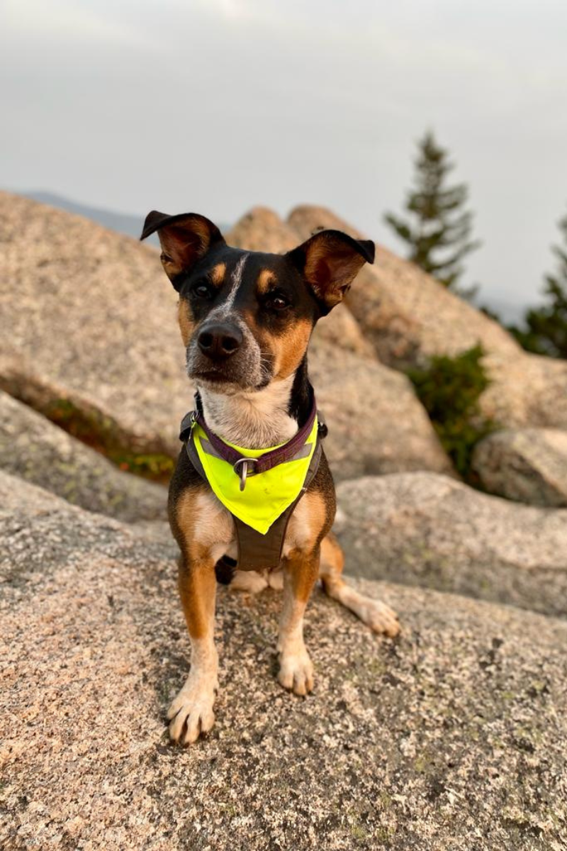 Zoey the tri-paw dog proudly stands at the top of the mountain.