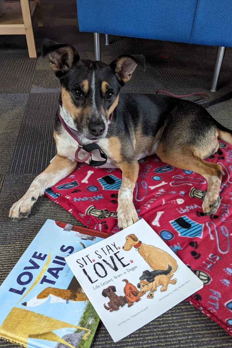 Zoey the tri-paw at the reading program.