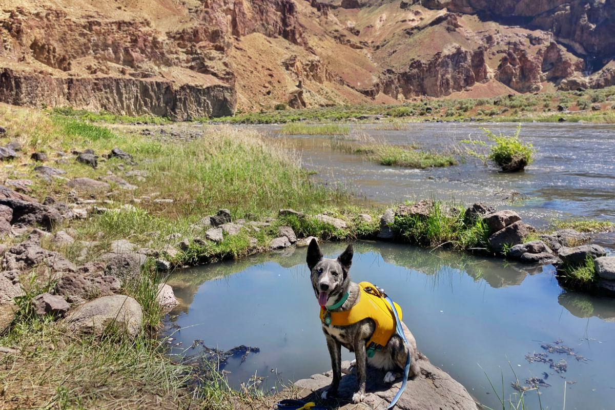 Zorra posing in front of the mountains.