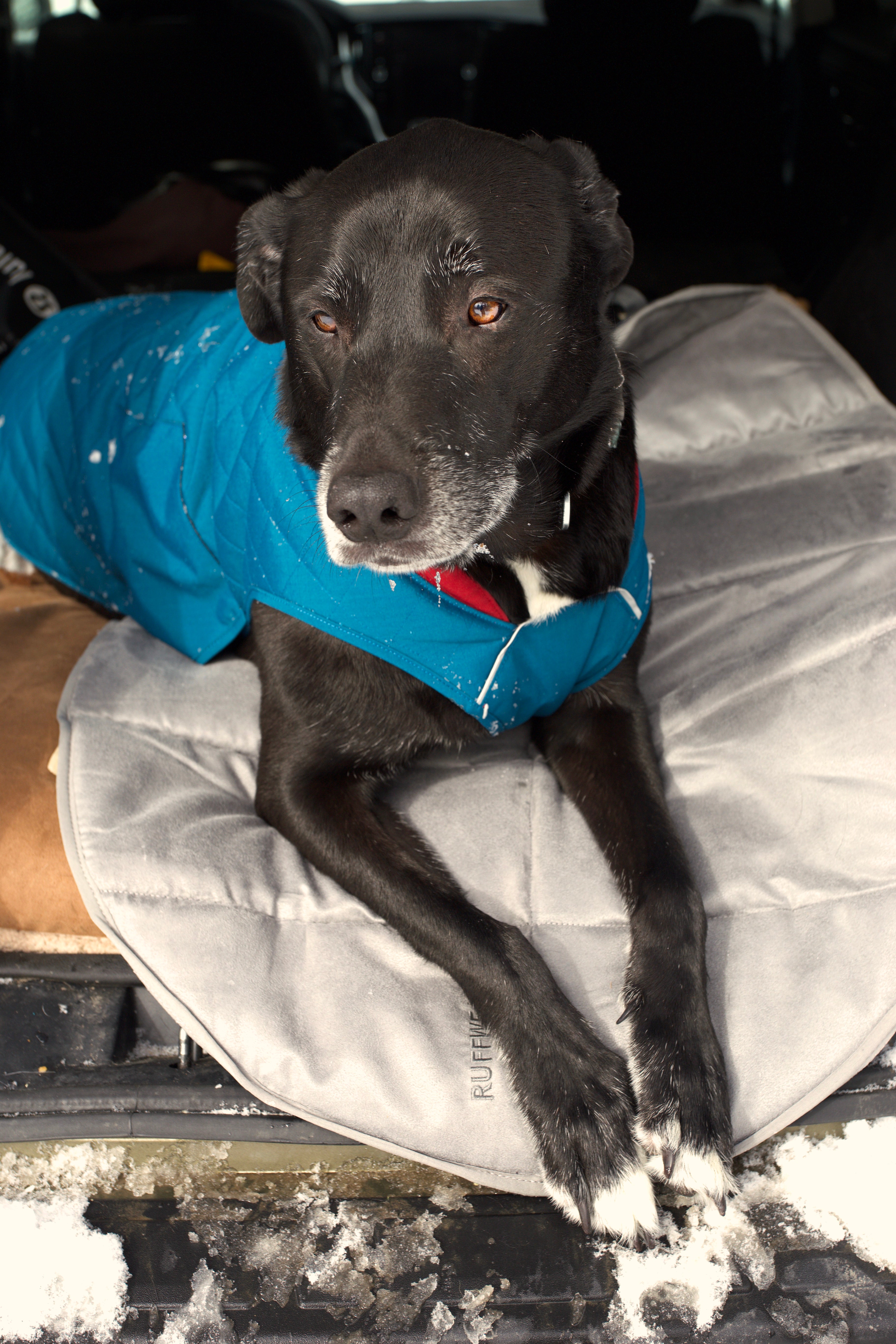 A dog rests on the Ruffwear Highlands™ Dog Pad after a day in the snow.