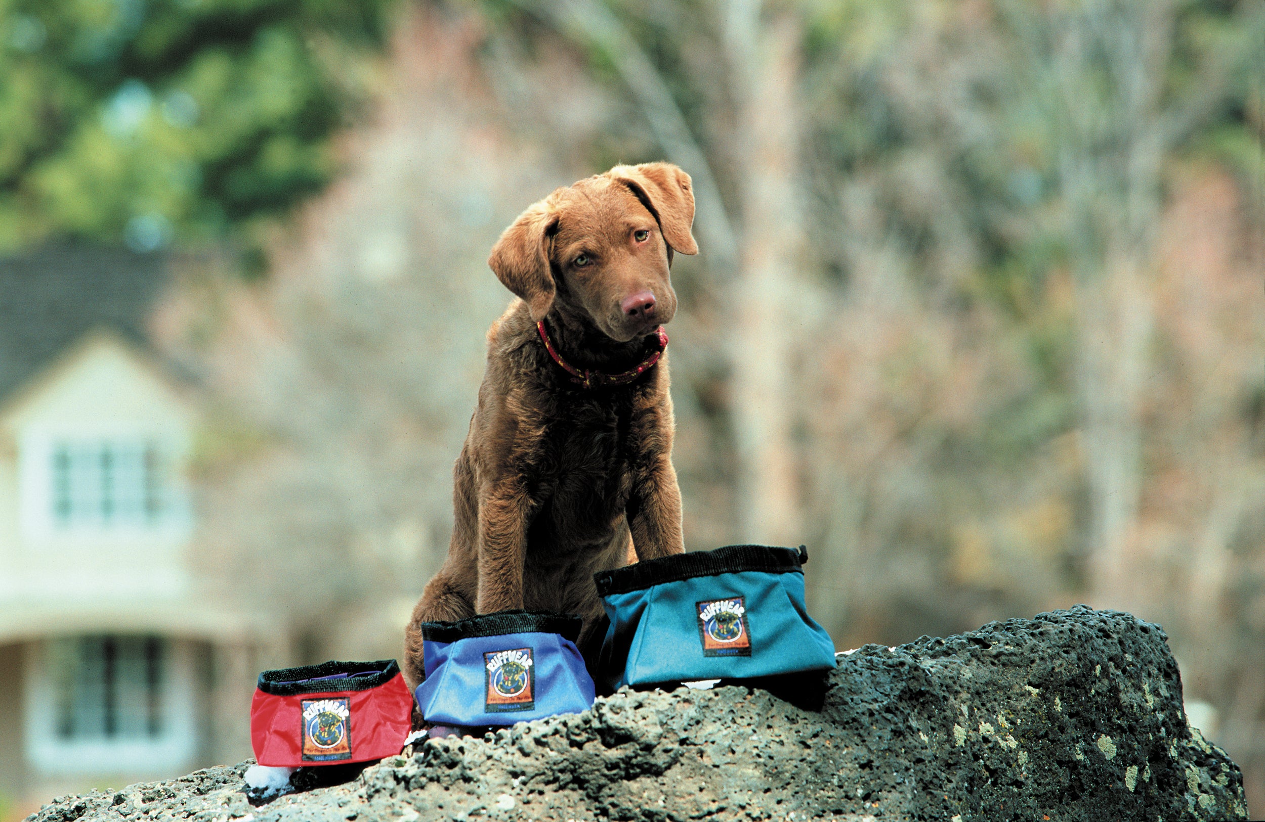 A puppy with three sizes of the original ruffwear packable dog bowls.